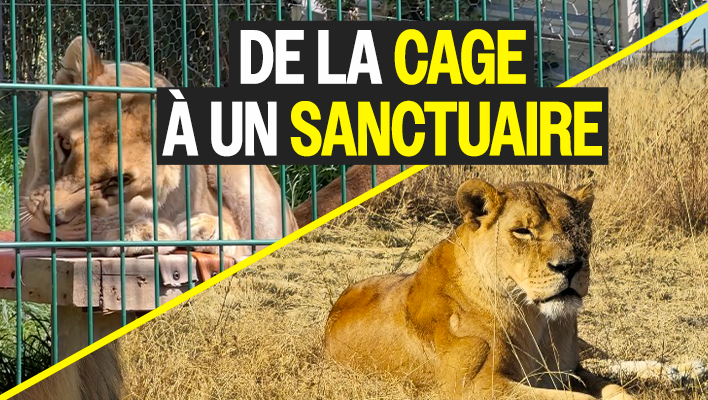 De la cage &agrave; un sanctuaire : l'incroyable histoire de Tomoyo et Iliana