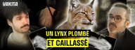 Capture d'&eacute;cran Ce lynx a plus de 100 plombs de chasse dans le corps