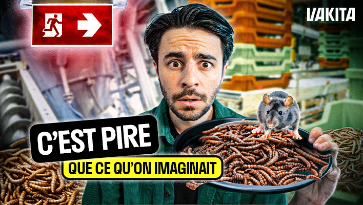 &Yuml;nsect : aux origines d'un fiasco industriel 