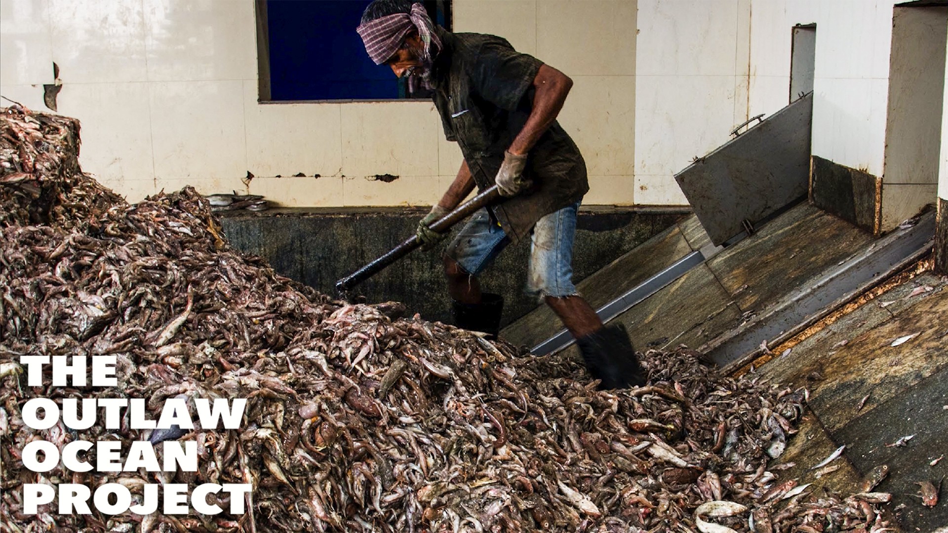 Les co&ucirc;ts cach&eacute;s de l'aquaculture : &eacute;pisode 2