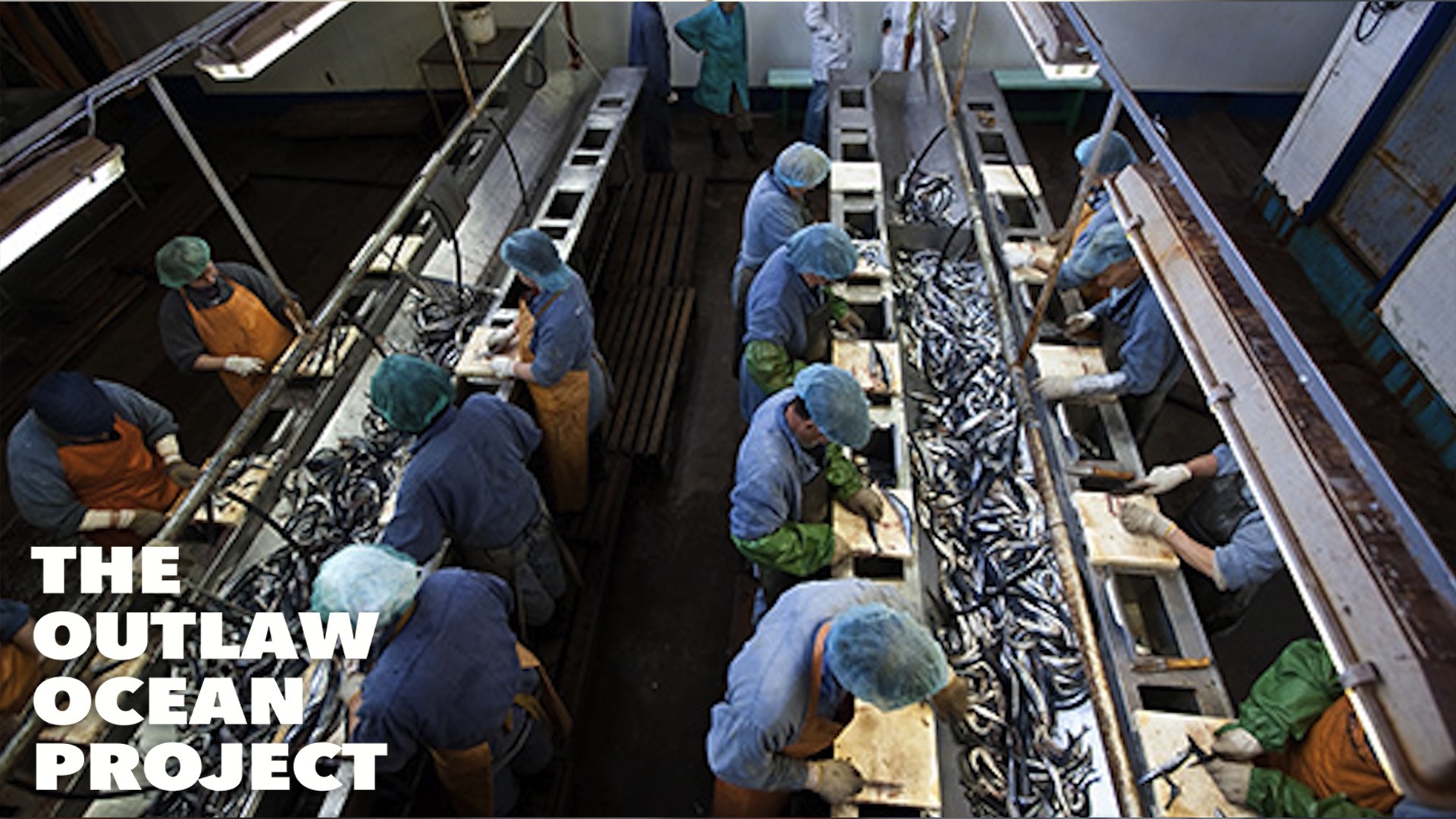 Les co&ucirc;ts cach&eacute;s de l'aquaculture : &eacute;pisode 5